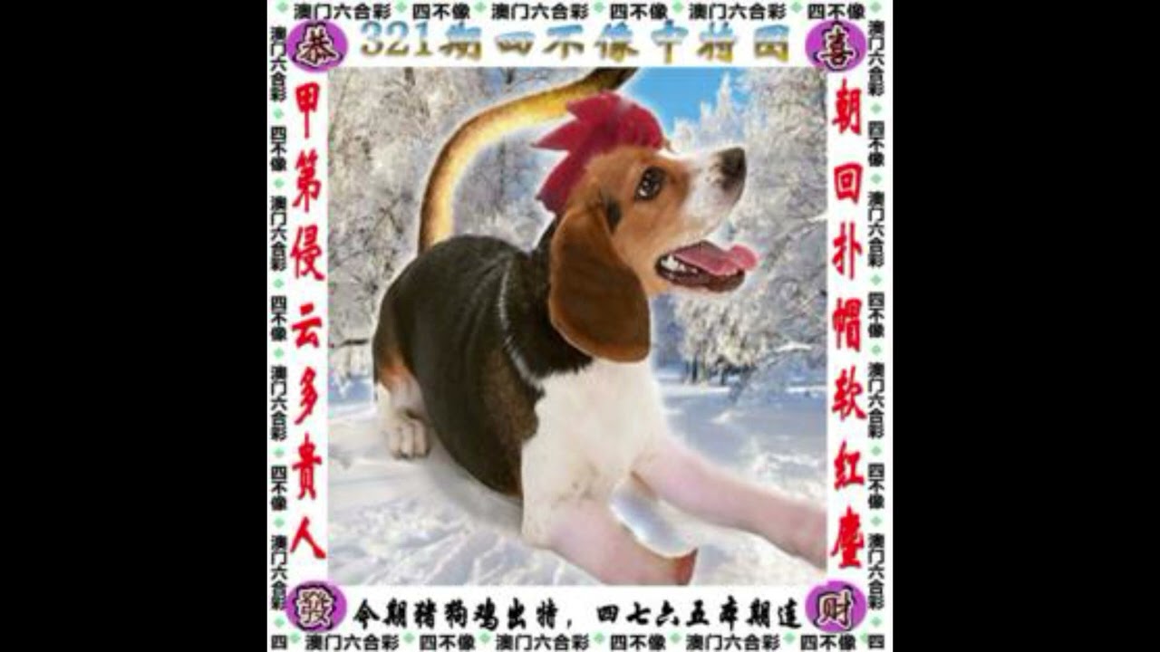 管家婆一肖中特深度解析：洞悉行業(yè)趨勢與決策智慧